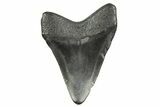 Juvenile Megalodon Tooth - South Carolina #368034-1